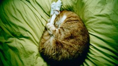 Animals Green cats sleeping beds pets domestic cat