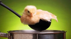 Animals Green dinner duckling ladle spoons