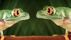Animals Green Frogs amphibians stare tree frogs