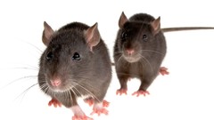 Animals grey Rats Simple