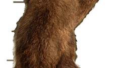 Animals grizzly bears realistic