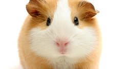 Animals guinea pigs