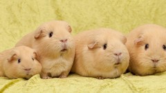 Animals guinea pigs