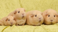 Animals guinea pigs Rodents