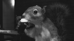 Animals guinness squirrels