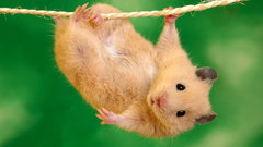 Animals hamsters
