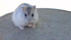 Animals hamsters