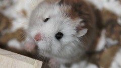 Animals hamsters