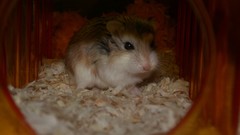 Animals hamsters bedding