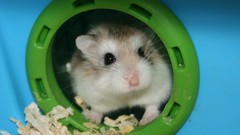Animals hamsters bedding