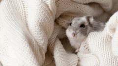 Animals hamsters hamsters dwarf