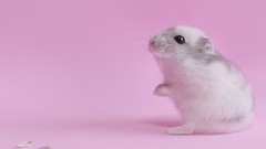 Animals hamsters pink background