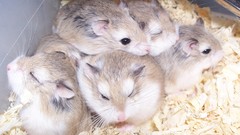 Animals hamsters sleeping bedding