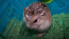 Animals hamsters wheels bedding