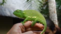 Animals hands chameleons Reptiles