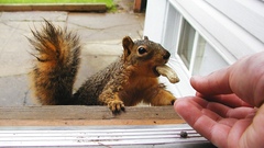 Animals hands peanut squirrels