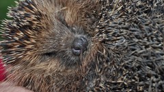 Animals hedgehogs