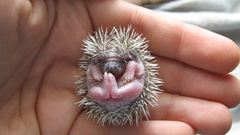 Animals hedgehogs baby animals