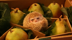 Animals hedgehogs black eyes