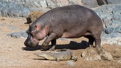 Animals hippopotamus