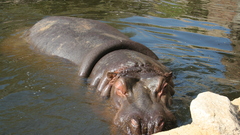 Animals hippopotamus hippo animal