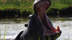 Animals hippopotamus yawns