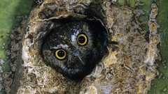 Animals Holes hollow Owls