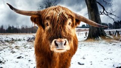 Animals horns funny buffalo HDR Photography american buffalo
