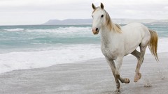 Animals Horses Beaches White Horse
