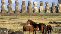 Animals Horses Easter Island