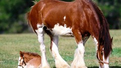 Animals Horses forests foals