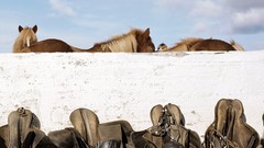 Animals Horses national geographic iceland saddle