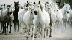 Animals Horses White Horse