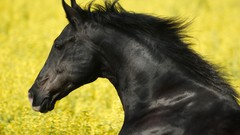 Animals Horses yellow field black horses