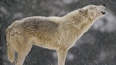 Animals howling wolf Timber Wolf
