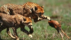 Animals hunting survival gazelle cheetahs feline
