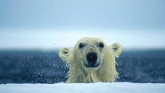 Animals iceberg water drops Polar Bears