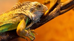 Animals iguana close-up Reptiles lizards