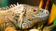 Animals iguana close-up Reptiles lizards