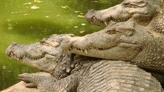 Animals India Bank Crocodiles