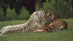 Animals India Tigers pair bengal tigers