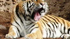 Animals indian Mammals bengal tigers