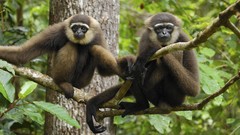 Animals Indonesia national park gibbons
