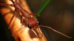Animals insects ants