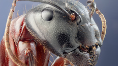 Animals insects ants head