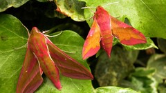 Animals insects atlas moth