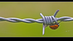 Animals insects barbed wire