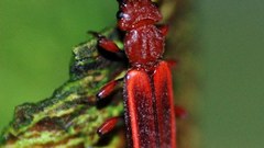 Animals insects Beetles