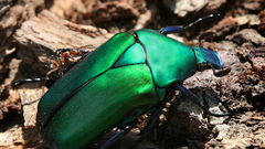 Animals insects Beetles iridescence