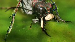 Animals insects Beetles iridescence